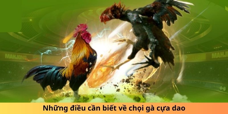 Những điều cần biết về chọi gà cựa dao