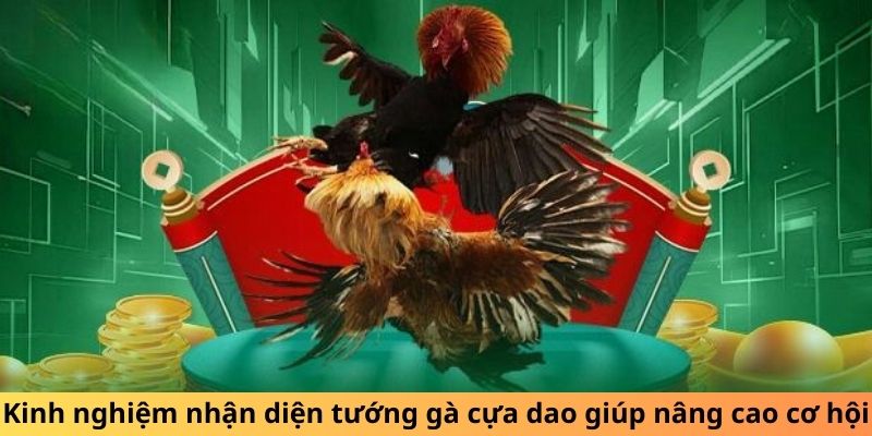 Kinh nghiệm nhận diện tướng gà cựa dao giúp nâng cao cơ hội