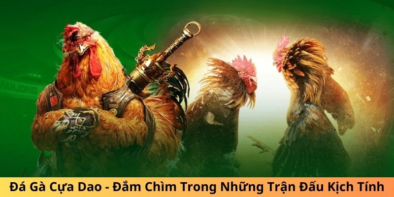 Đá Gà Cựa Dao - Đắm Chìm Trong Những Trận Đấu Kịch Tính