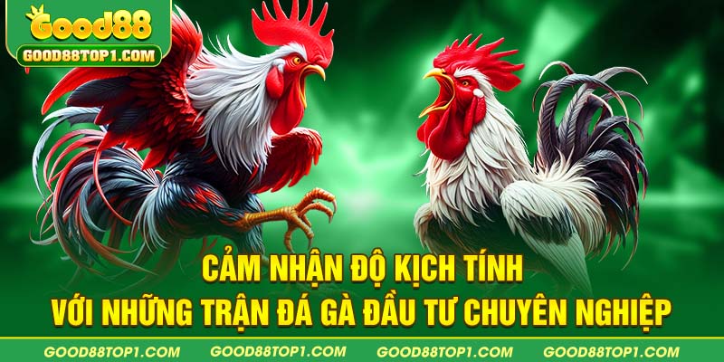 Cảm nhận độ kịch tính với những trận đá gà đầu tư chuyên nghiệp